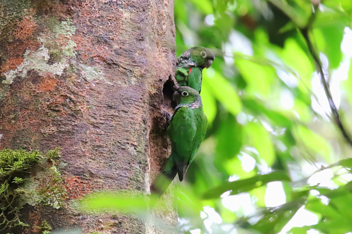 Maroon-tailed Parakeet - ML385665061