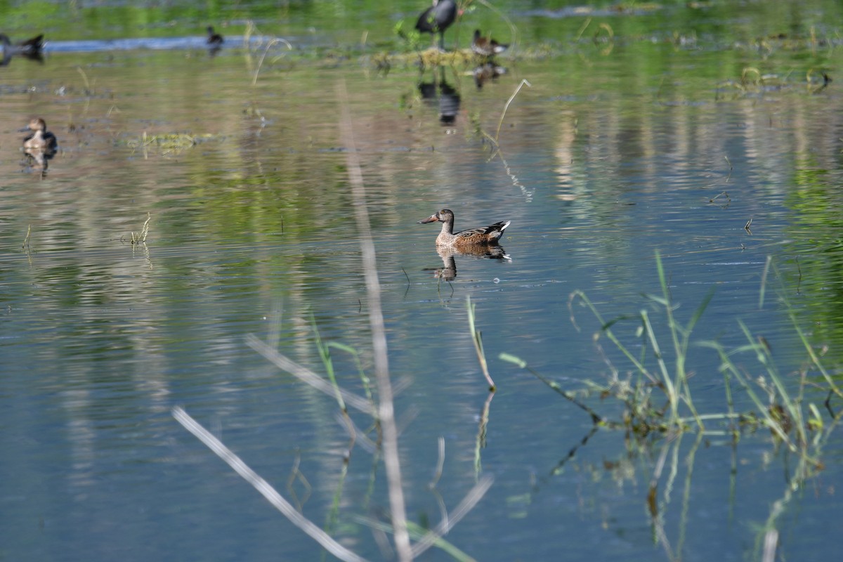 Northern Shoveler - Feng  Chen(鳳珍） CHANG(張）