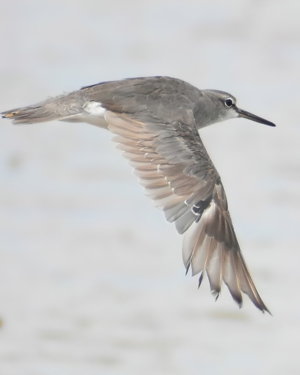 Gray-tailed Tattler - ML385666061