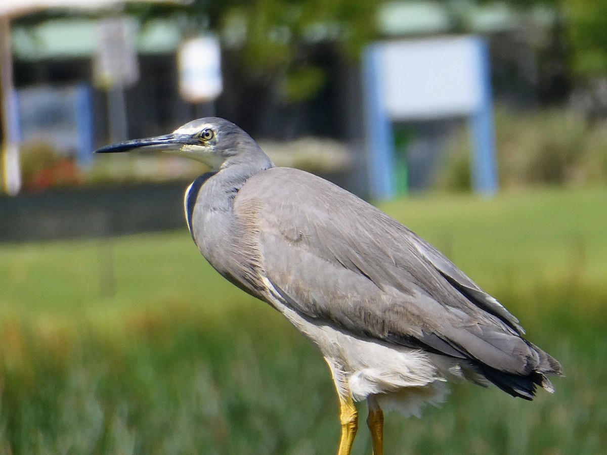 White-faced Heron - ML385666361