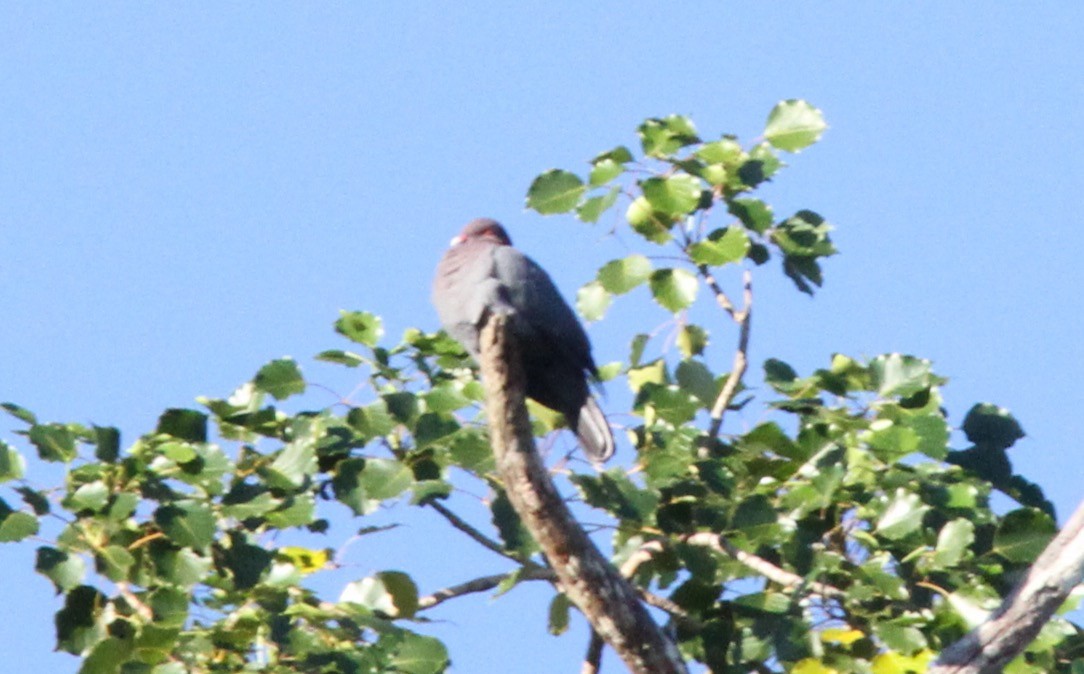 Scaly-naped Pigeon - ML385668501