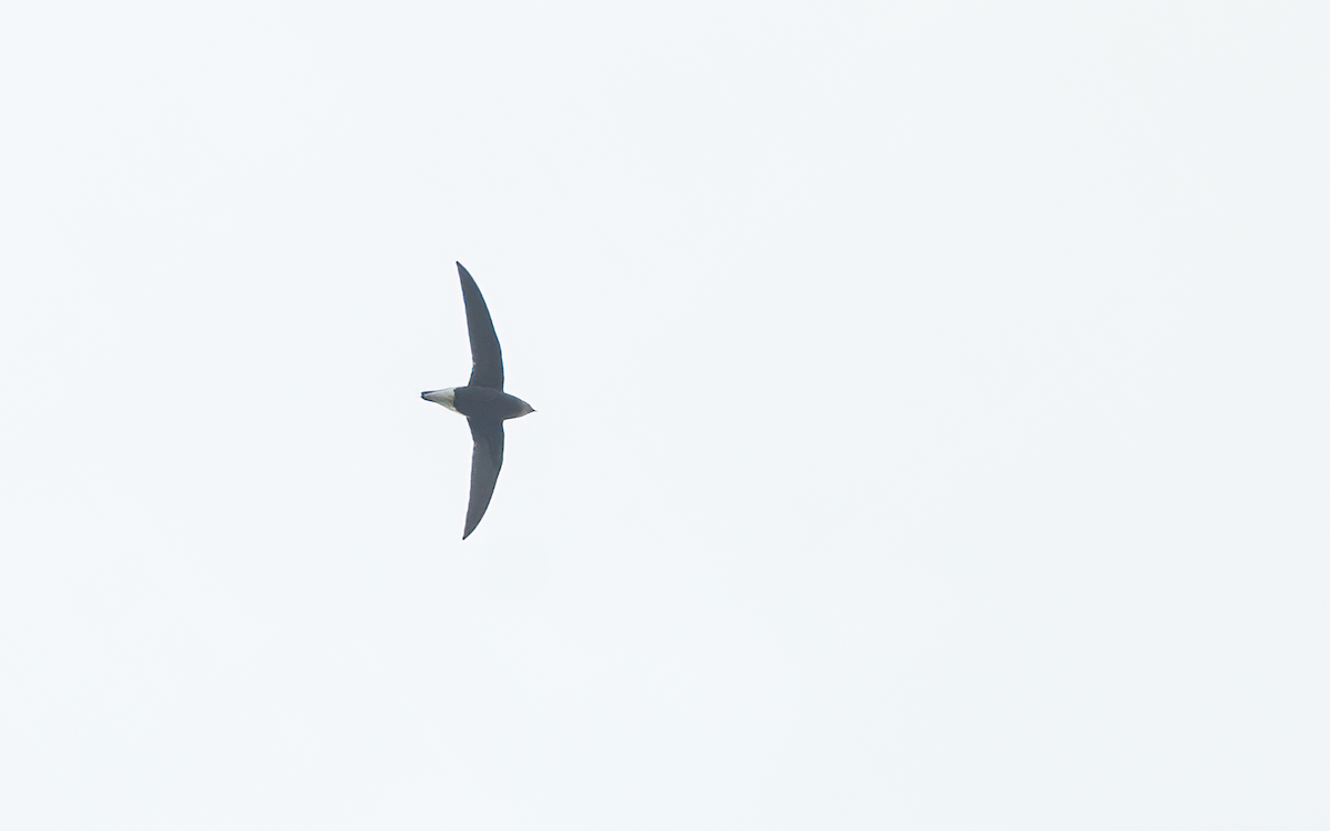 Silver-backed Needletail - ML385668701