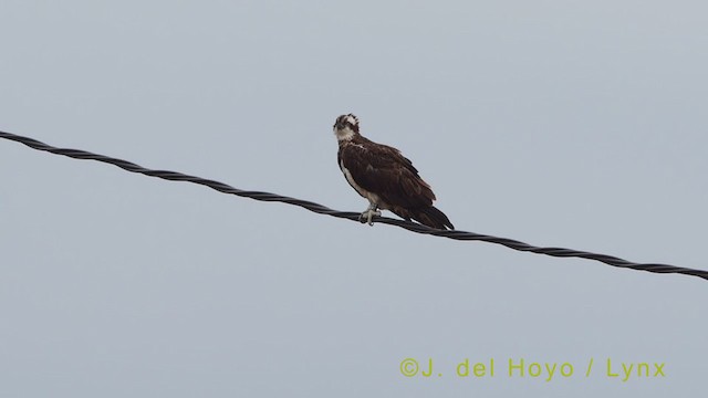 Águila Pescadora (haliaetus) - ML385669061