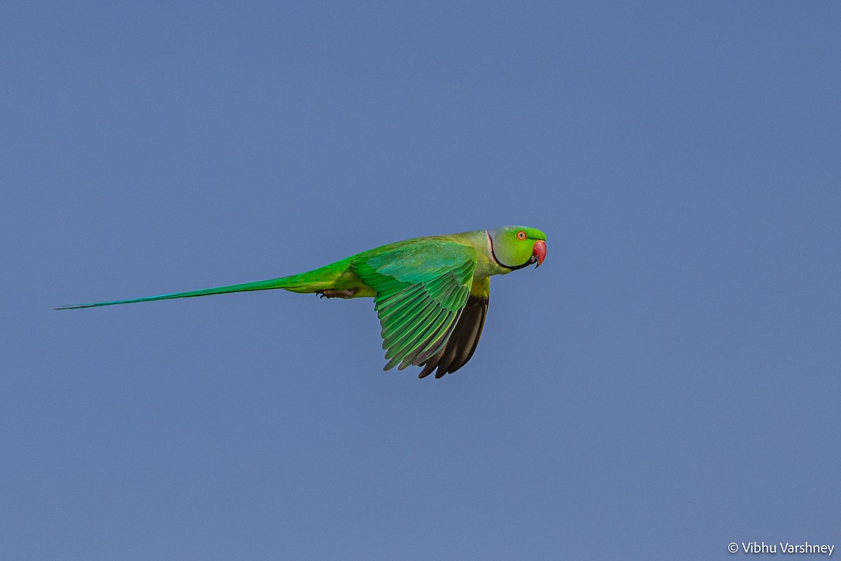 Rose-ringed Parakeet - Vibhu Varshney