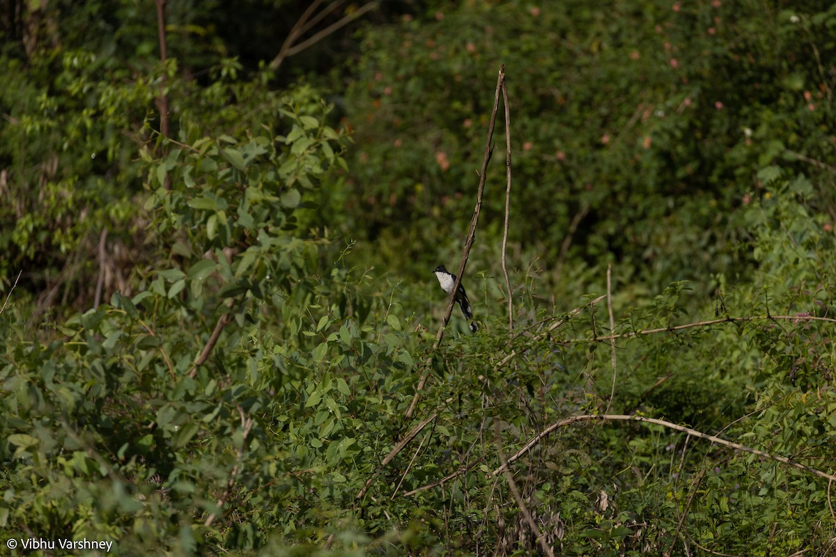 Pied Cuckoo - Vibhu Varshney