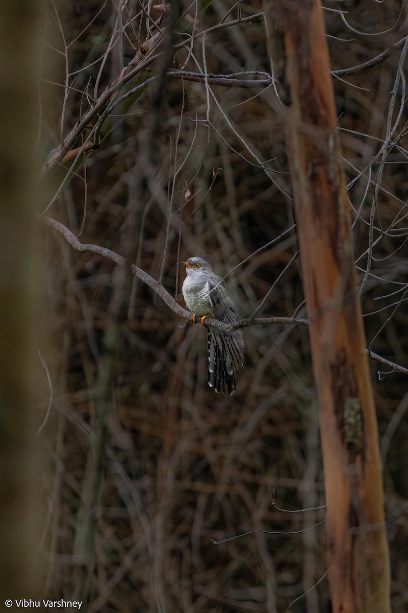 Common Cuckoo - Vibhu Varshney