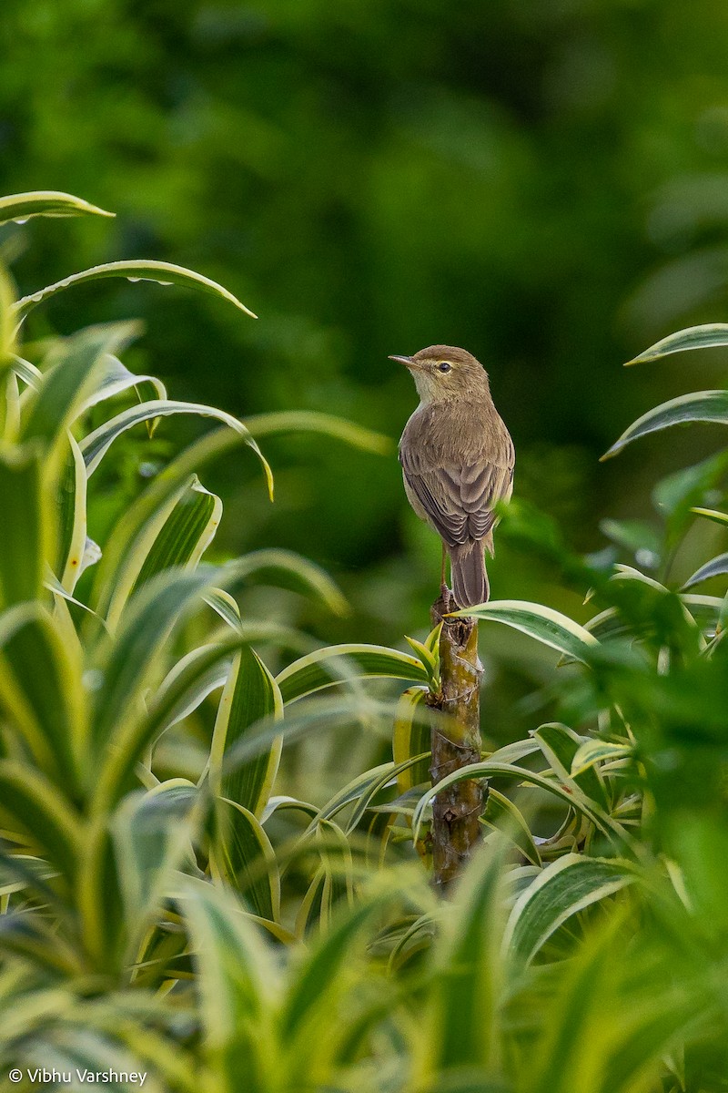 Booted Warbler - ML385670781