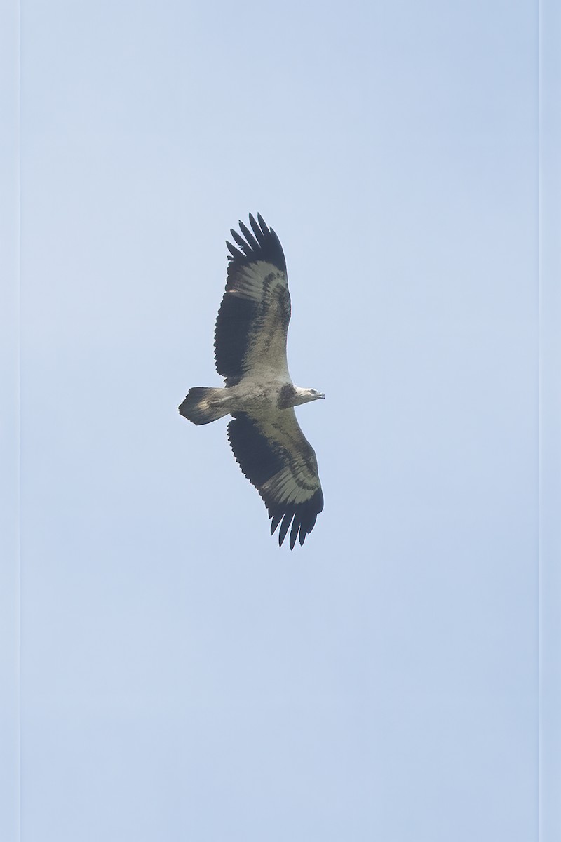 White-bellied Sea-Eagle - ML385672521