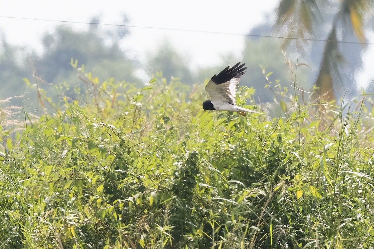 Pied Harrier - ML385672631
