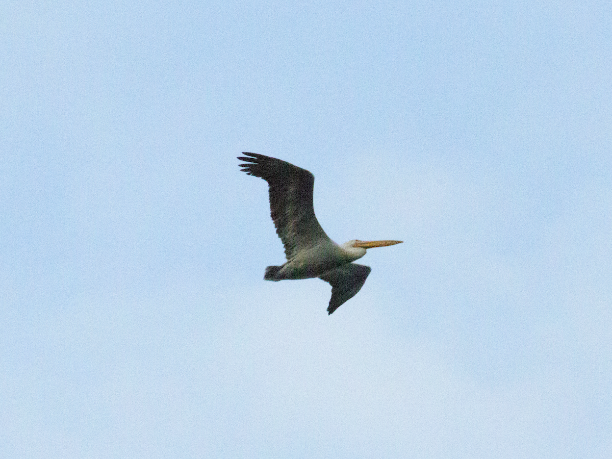 Great White Pelican - ML385672991