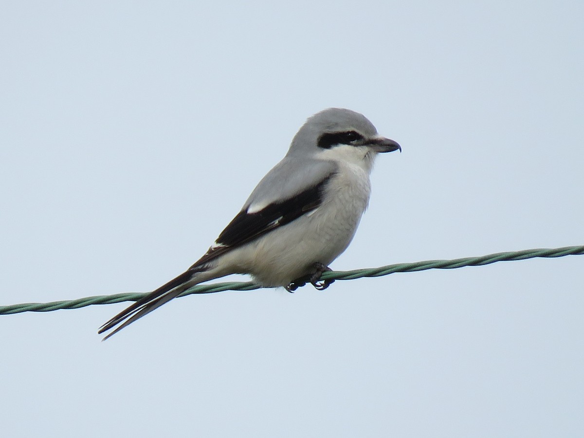 Northern Shrike - ML385673321