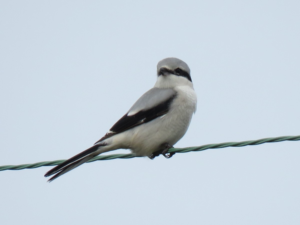 Northern Shrike - ML385673371