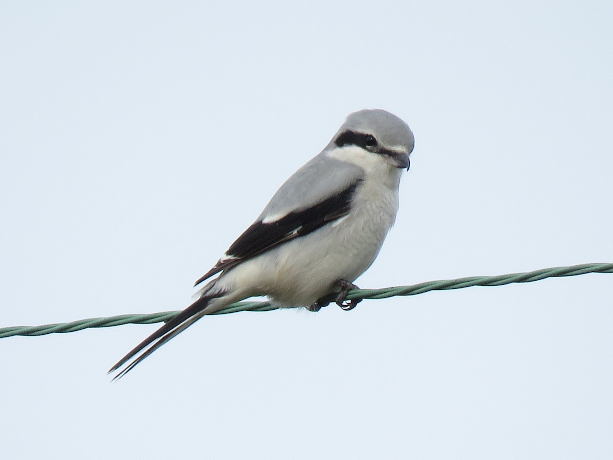 Northern Shrike - ML385673381