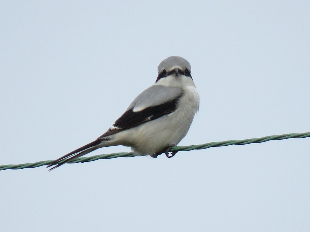 Northern Shrike - ML385673391