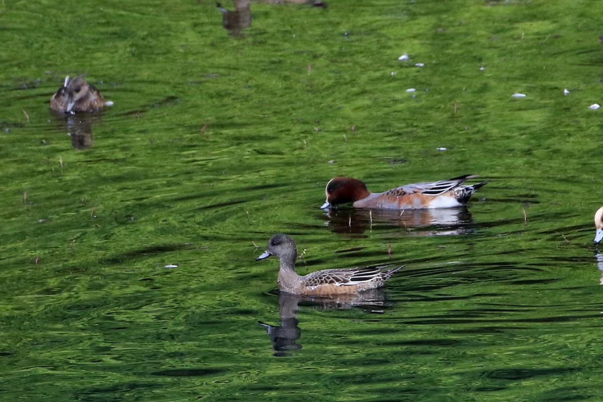 American Wigeon - ML385676081