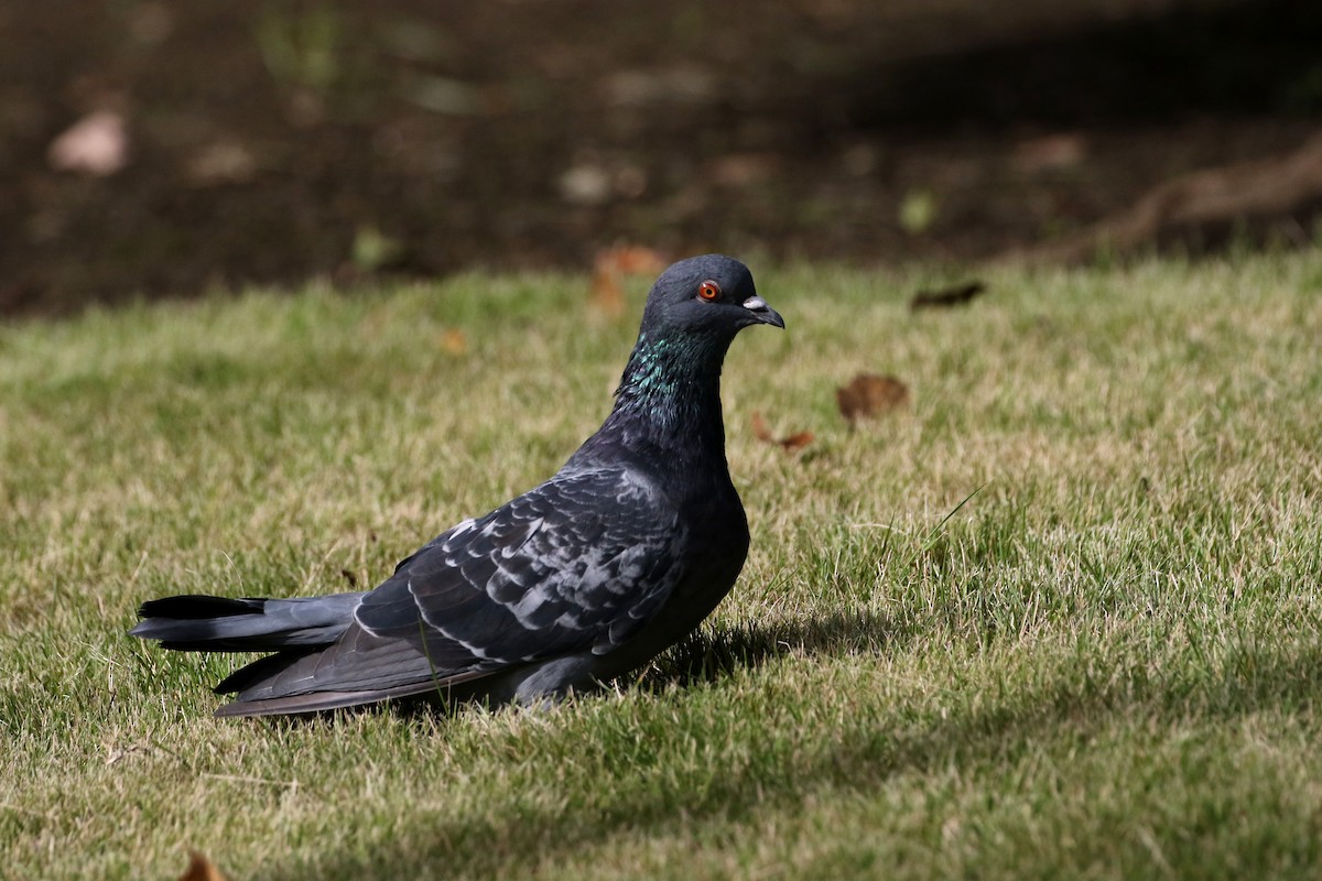 Rock Pigeon (Feral Pigeon) - ML385676231