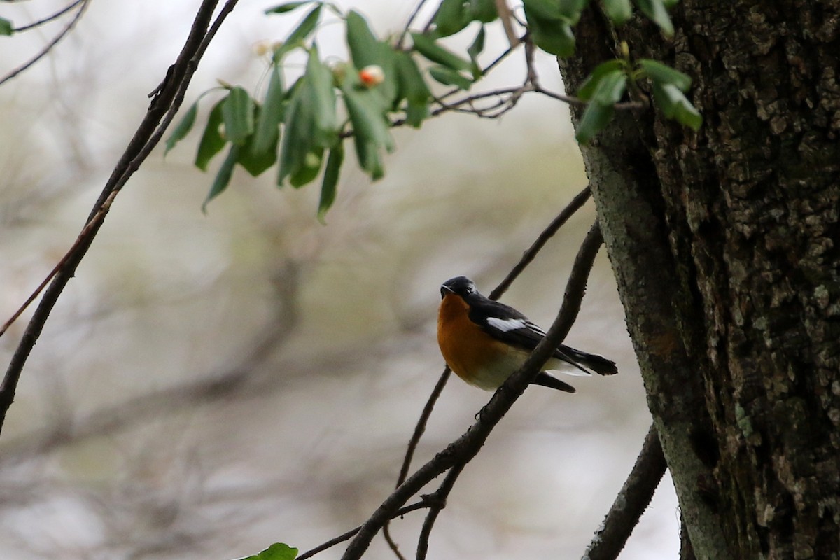 Mugimaki Flycatcher - ML385677171