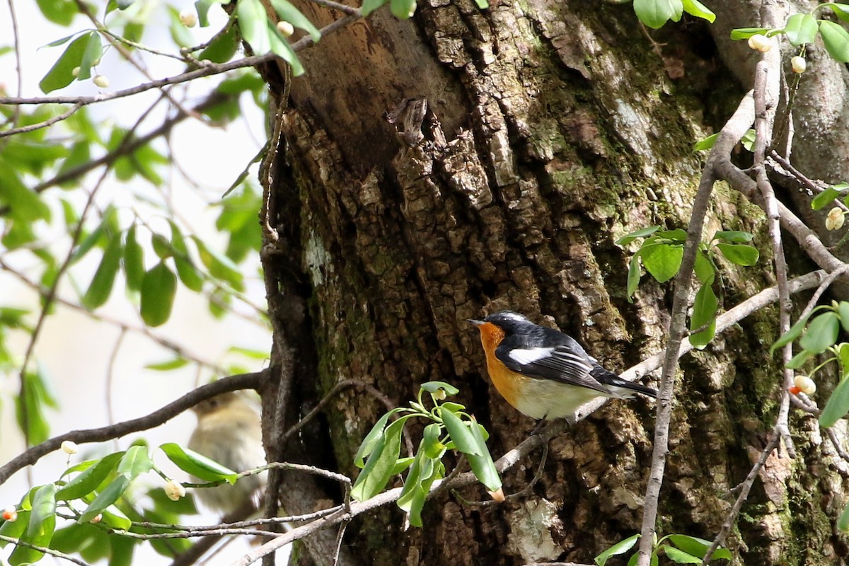 Mugimaki Flycatcher - ML385677191