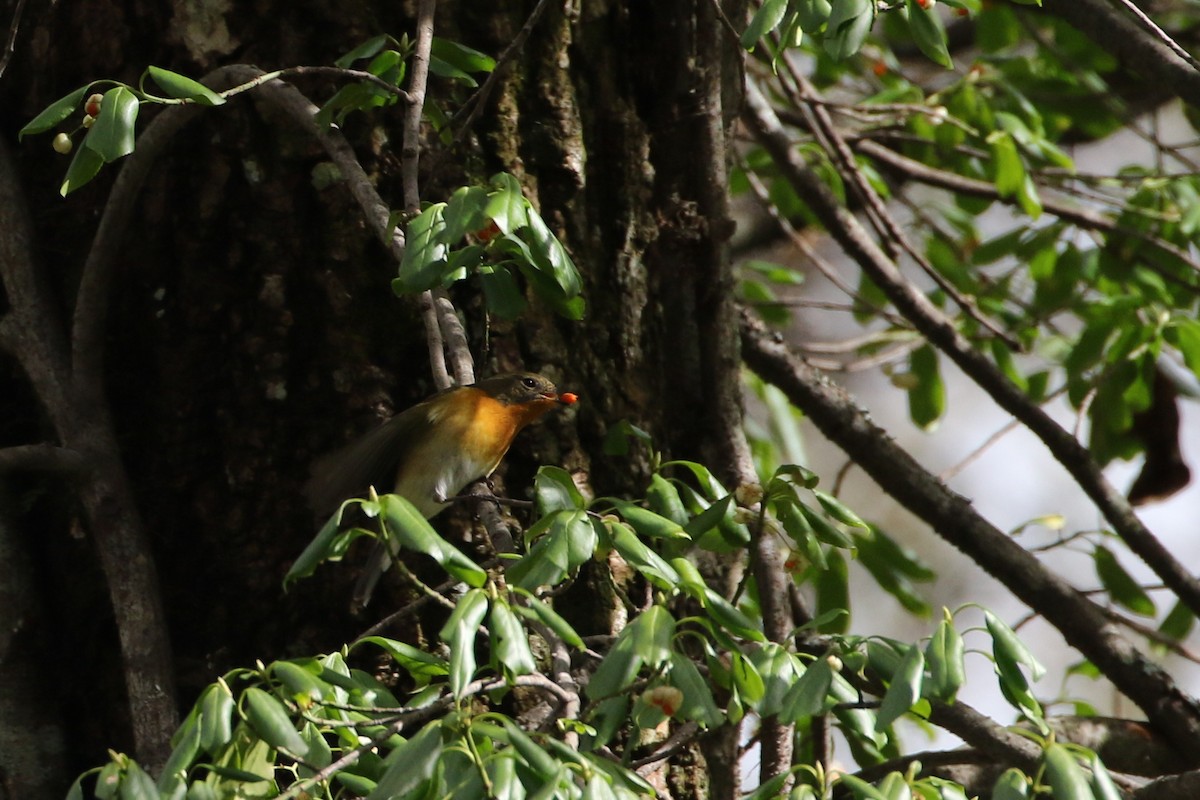 Mugimaki Flycatcher - ML385677211