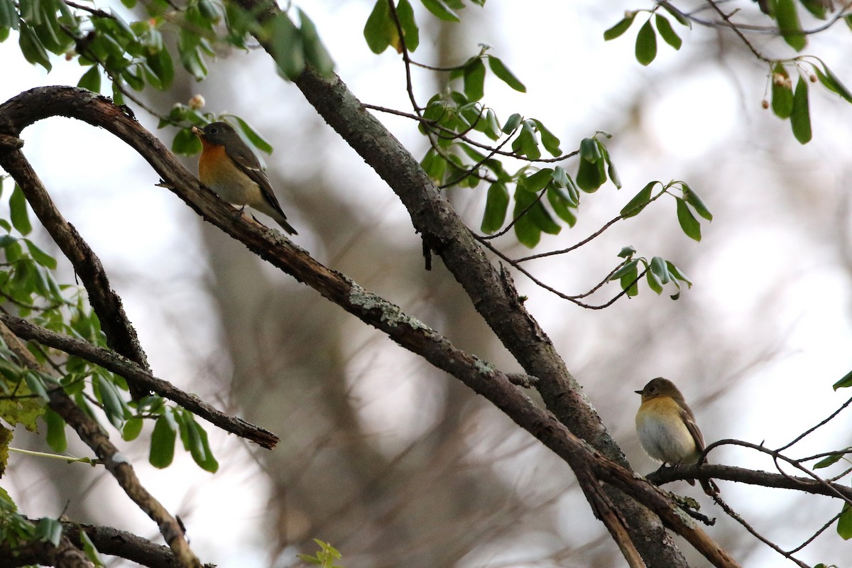 Mugimaki Flycatcher - ML385677931