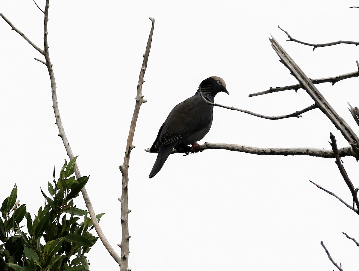 Pigeon à couronne blanche - ML385679421