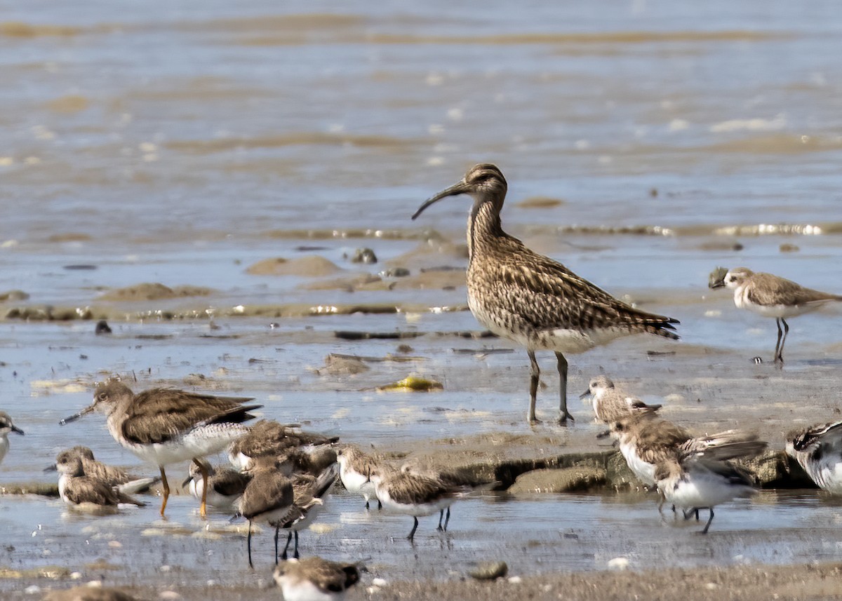 Whimbrel - ML385681111