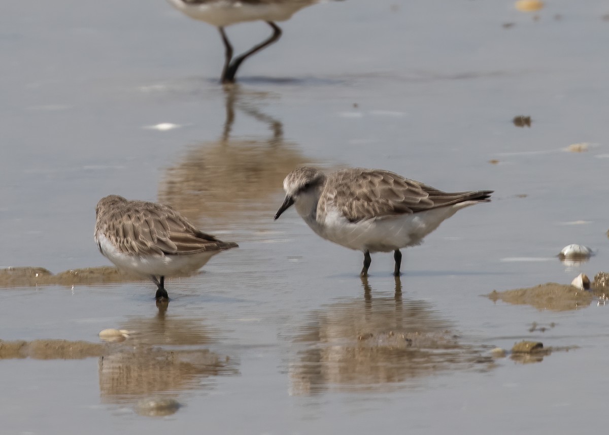 Red-necked Stint - ML385681431