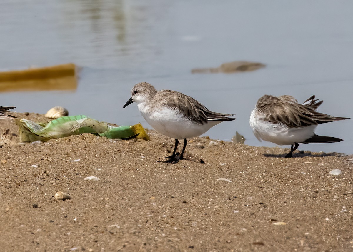 Red-necked Stint - ML385681451