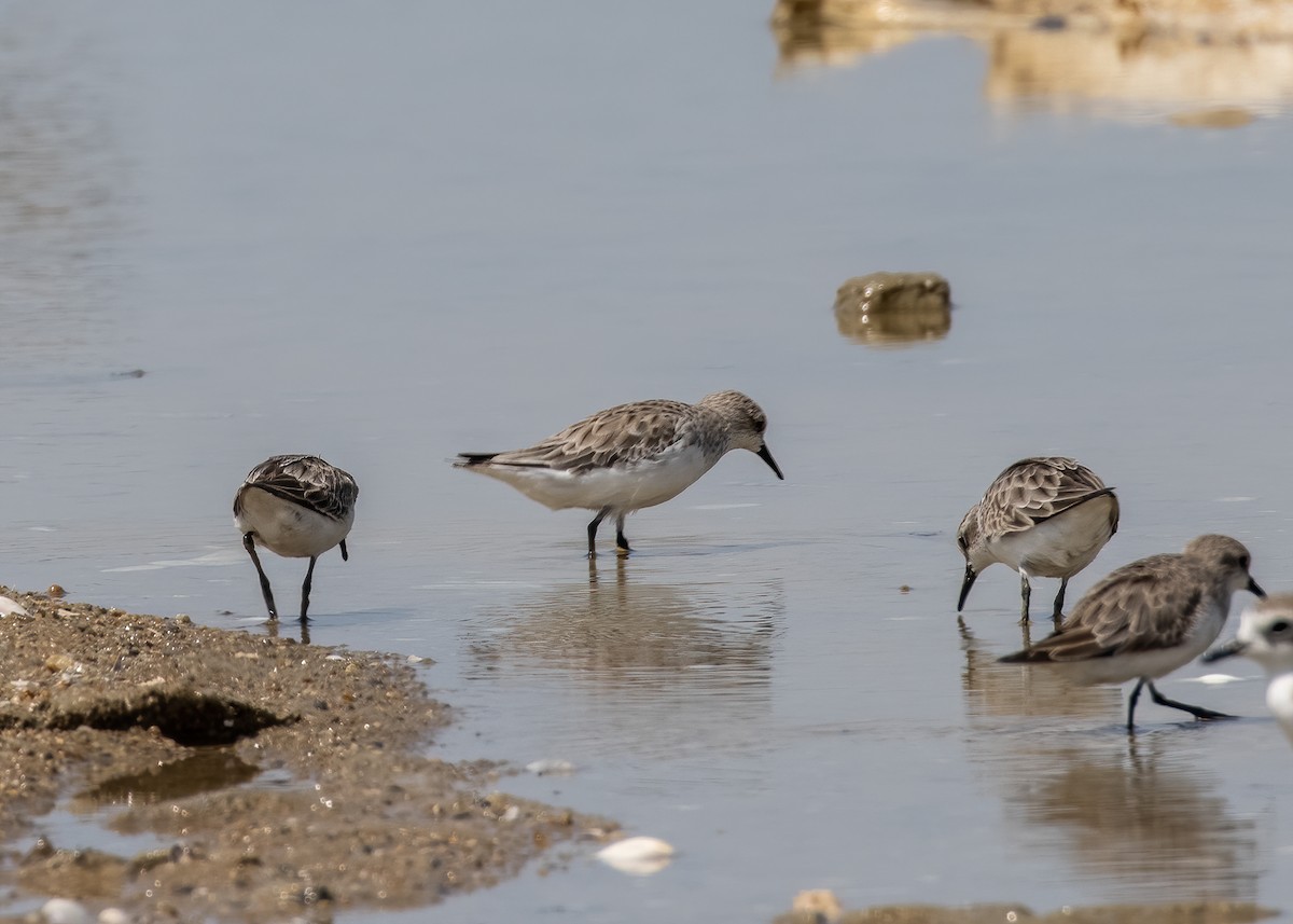 Red-necked Stint - ML385681471