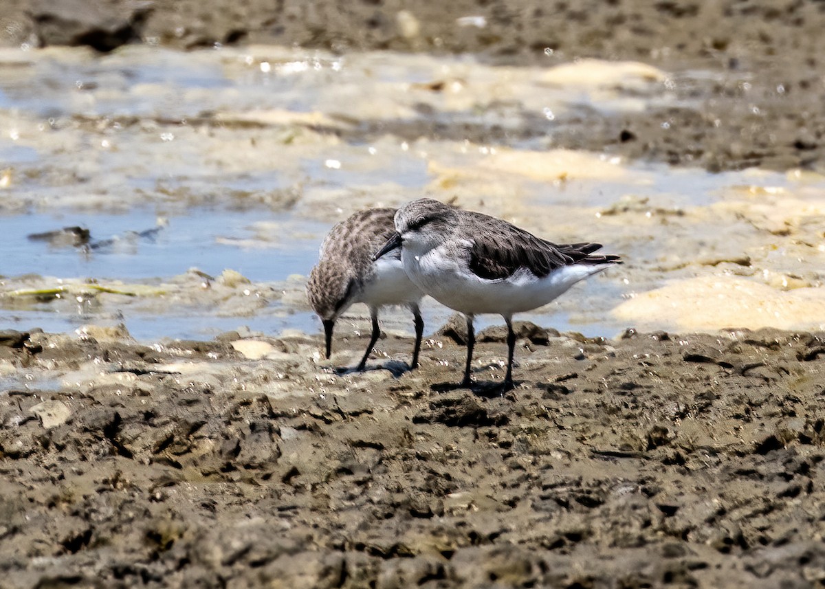 Red-necked Stint - ML385681481