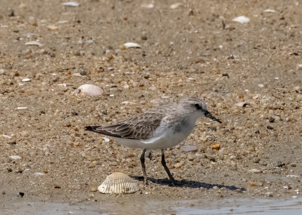 Red-necked Stint - ML385681491