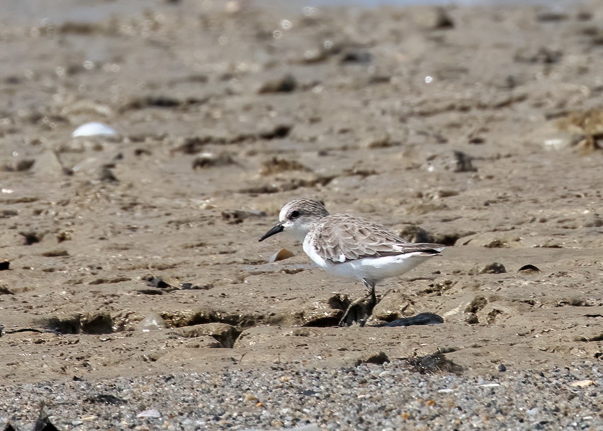 Red-necked Stint - ML385681511