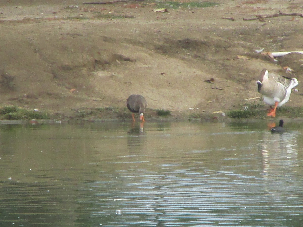 Greater White-fronted Goose - Yonghee Lee