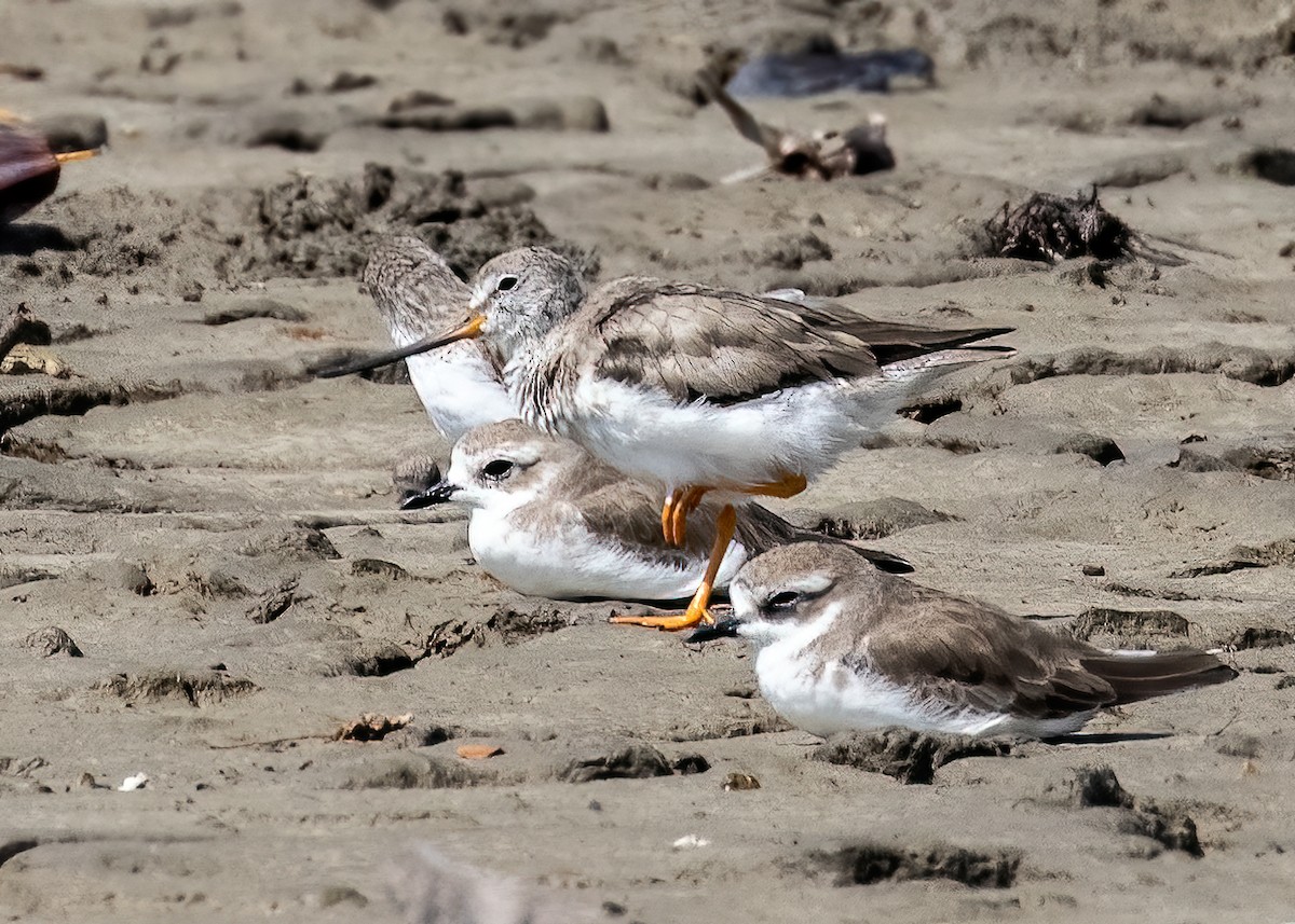 Terek Sandpiper - ML385681911