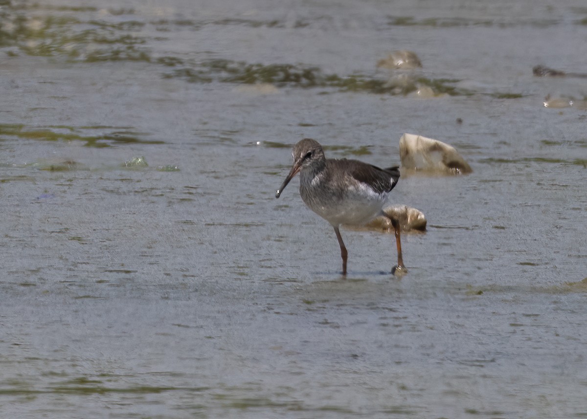 Common Redshank - ML385682041