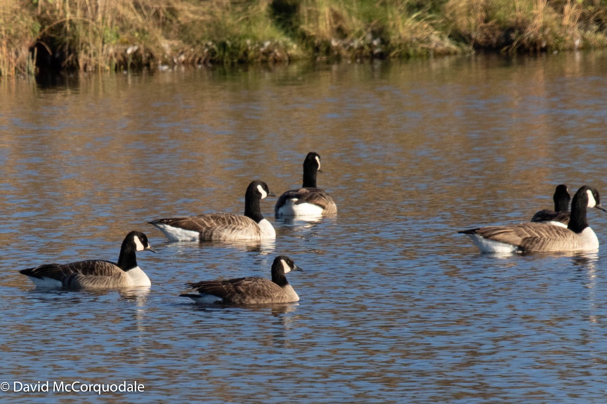 Canada Goose - ML385684211