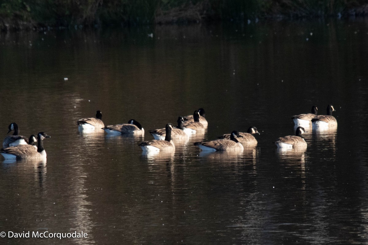 Canada Goose - ML385684221