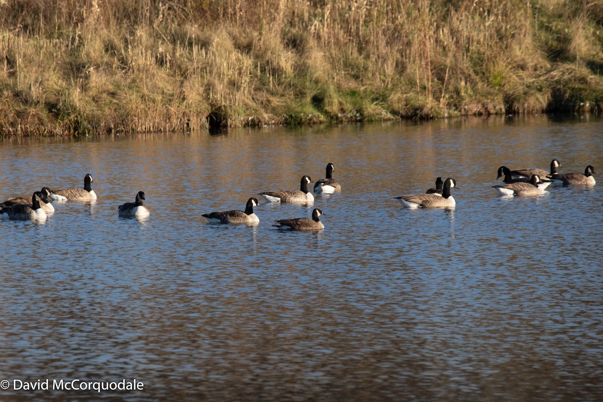 Canada Goose - ML385684271