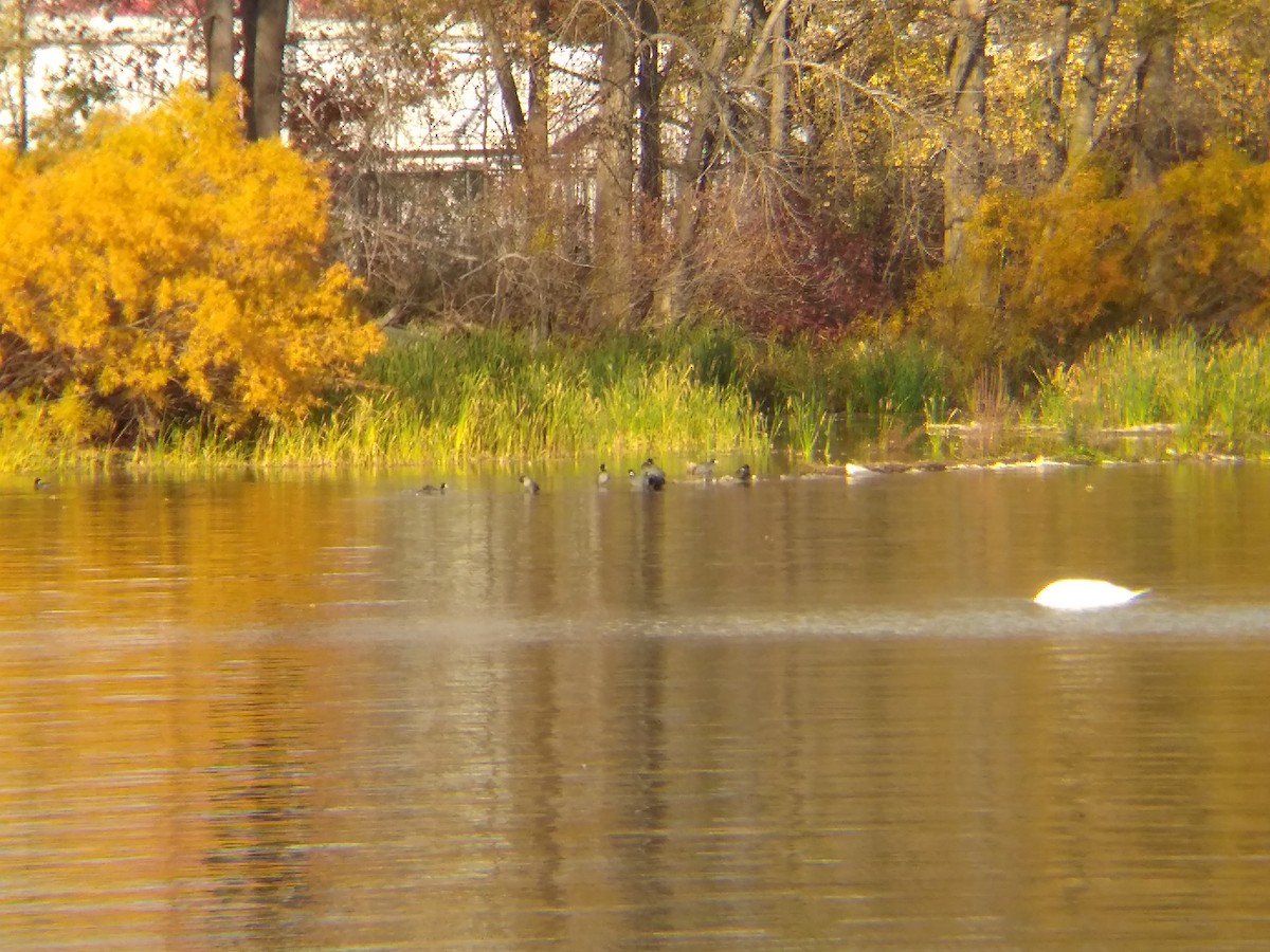 American Coot - Robert Walker Ormston