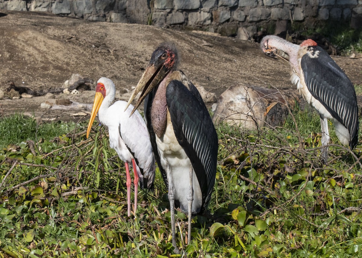 Marabou Stork - ML385688421