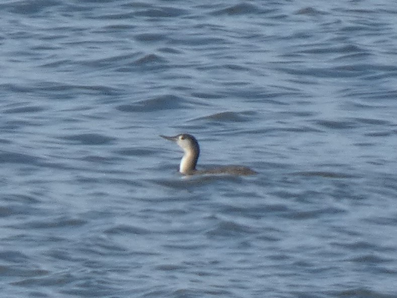 Red-throated Loon - ML385688761