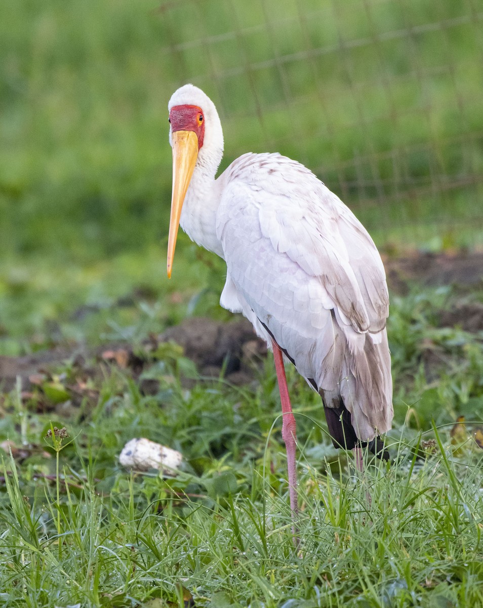 Yellow-billed Stork - Subhajit Chaudhuri