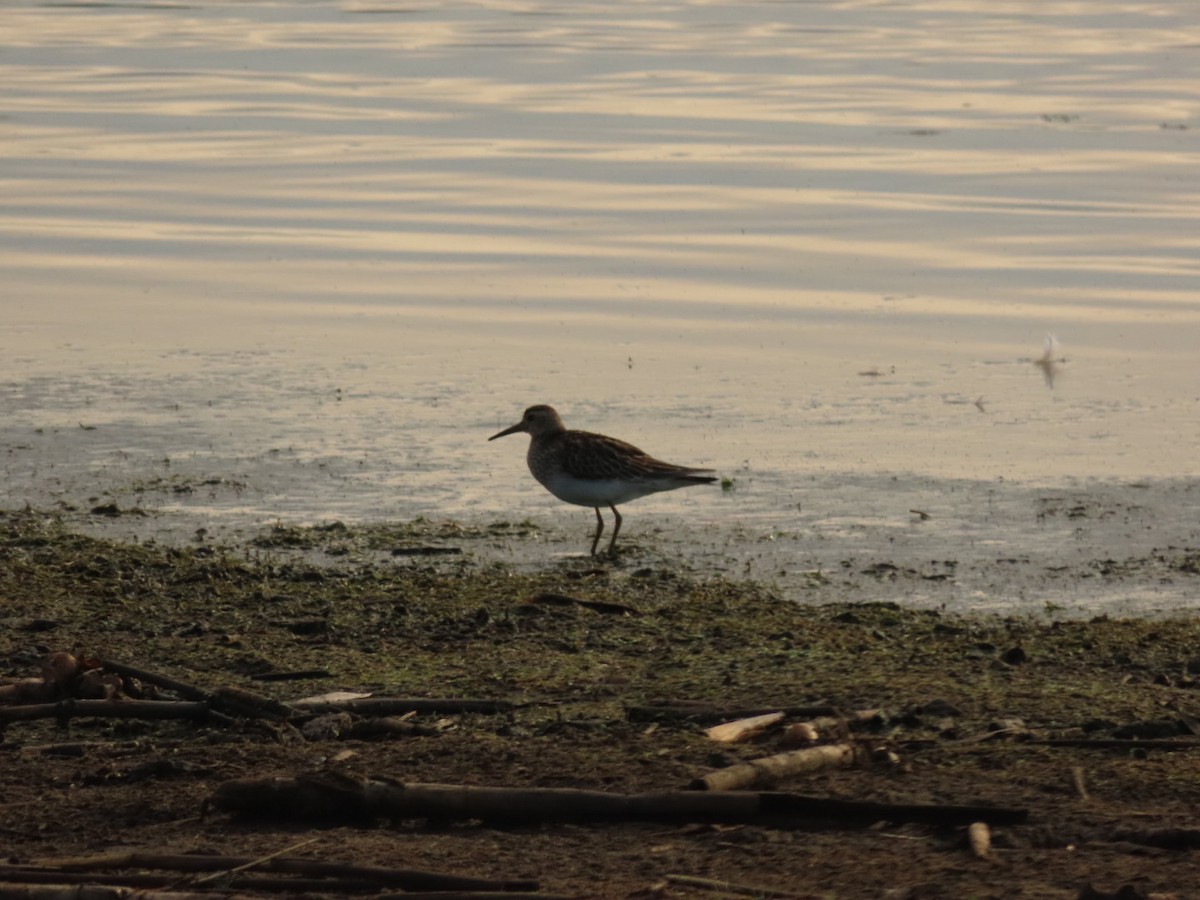 Graubrust-Strandläufer - ML385689191