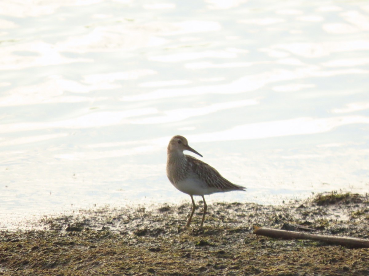 アメリカウズラシギ - ML385689321