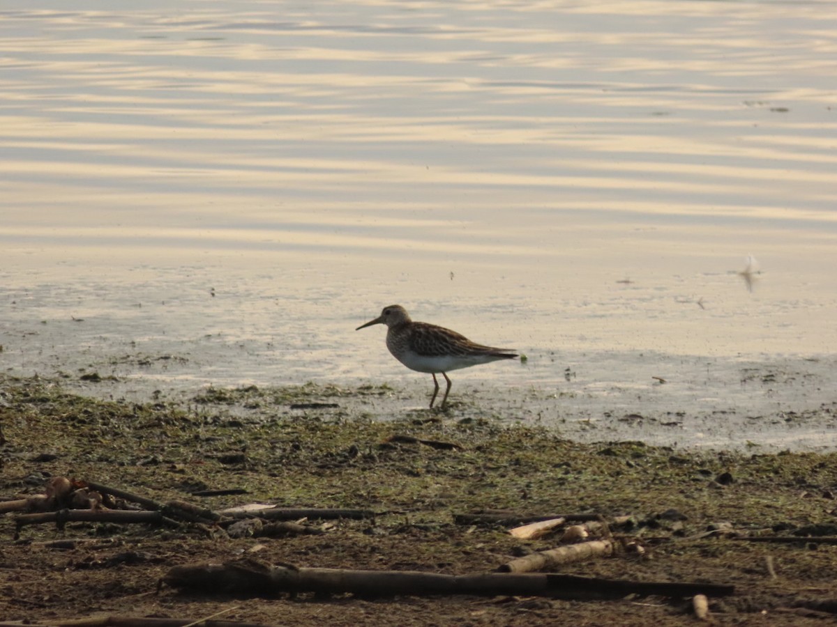 Graubrust-Strandläufer - ML385689341