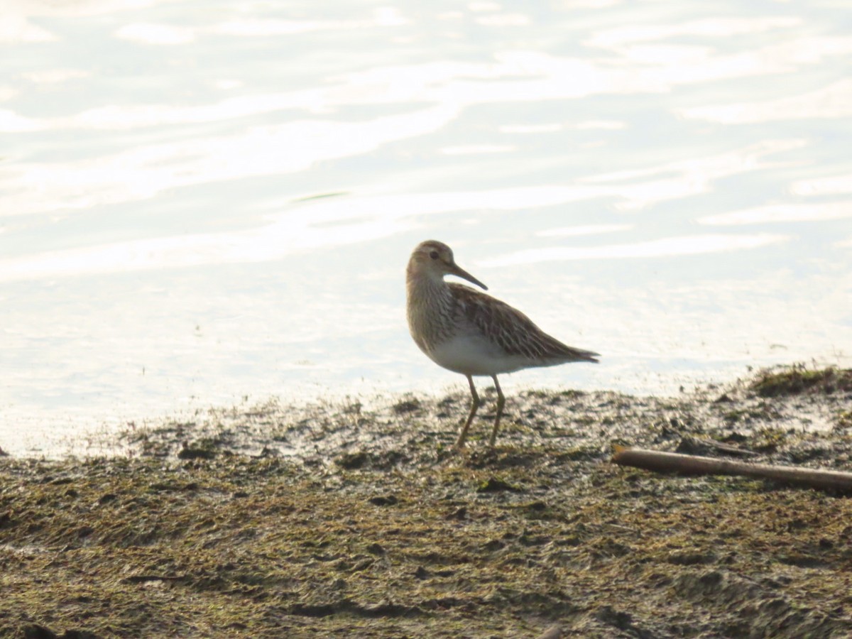 Graubrust-Strandläufer - ML385689371