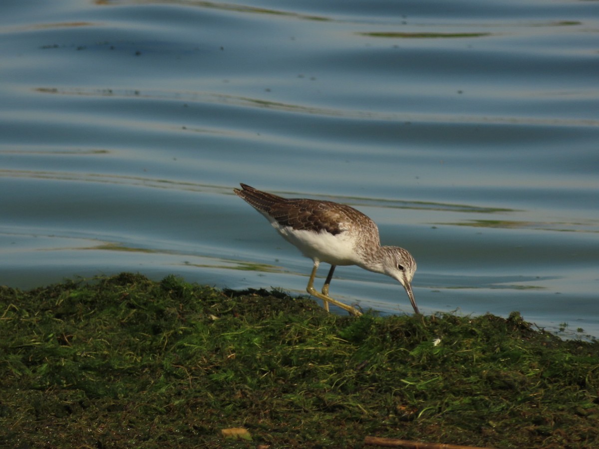 Common Greenshank - ML385689721