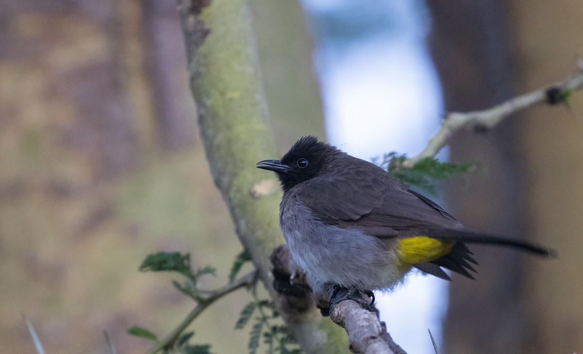 bulbul zahradní - ML385690361