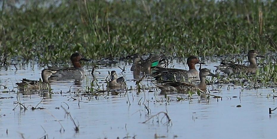 Green-winged Teal - ML38569061