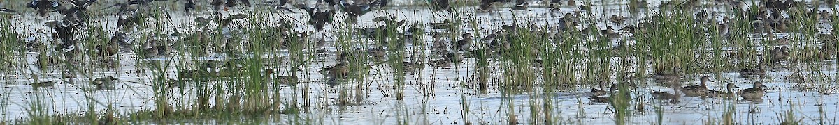 Green-winged Teal - ML38569081